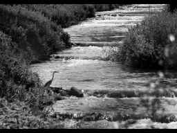 Flussabwärts gibt es Fisch - Maas NL